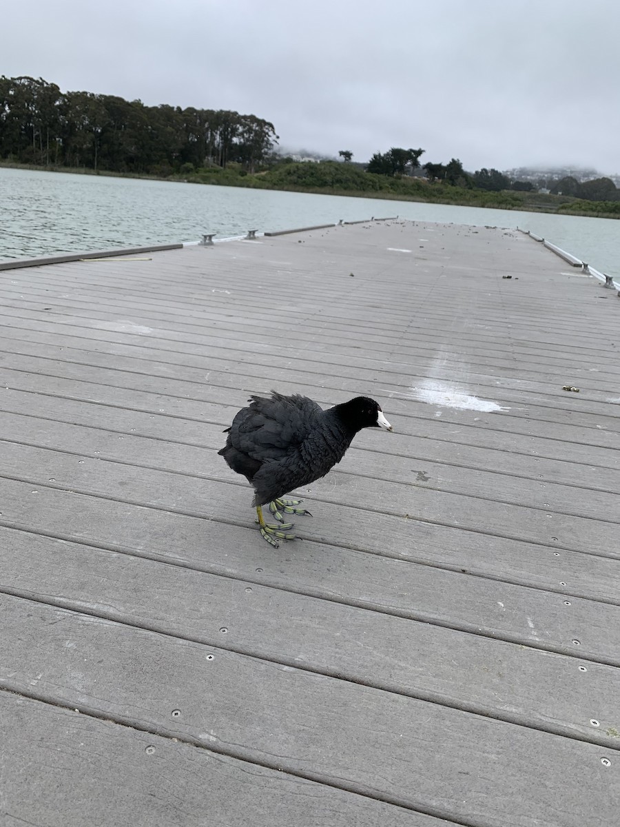 American Coot - ML620627616