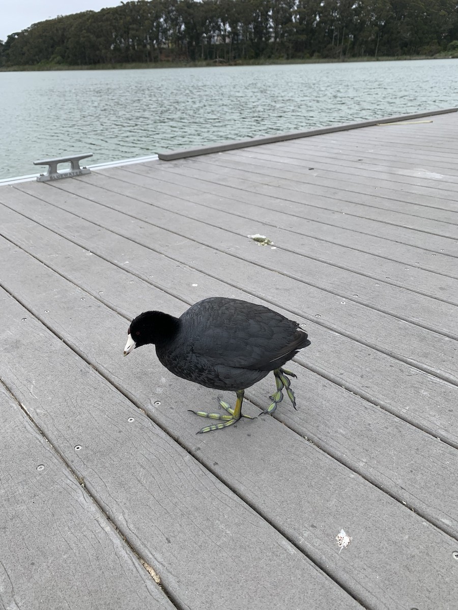 American Coot - ML620627617