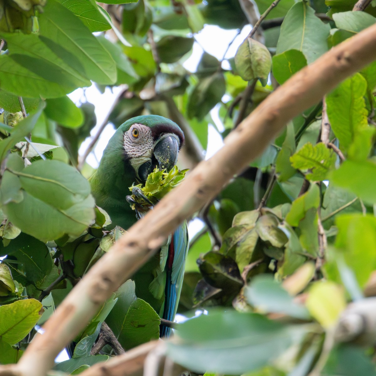 Chestnut-fronted Macaw - ML620627618