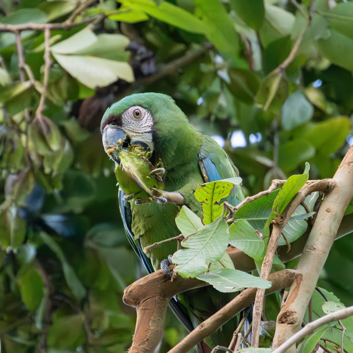 Chestnut-fronted Macaw - ML620627619