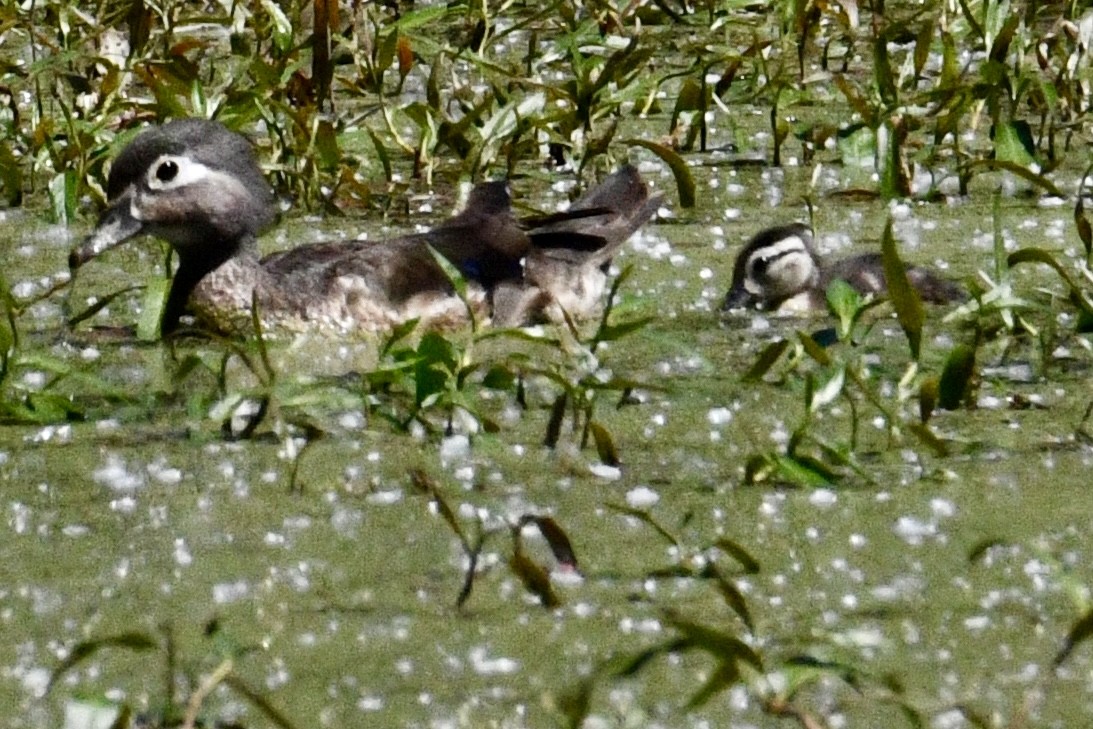 Wood Duck - ML620627620