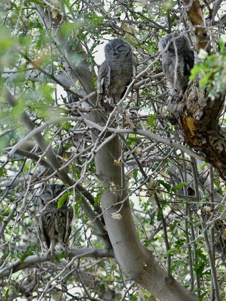 Western Screech-Owl - ML620627622