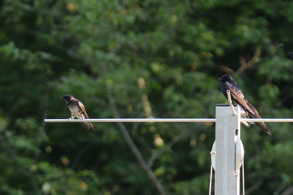 Purple Martin - ML620627623