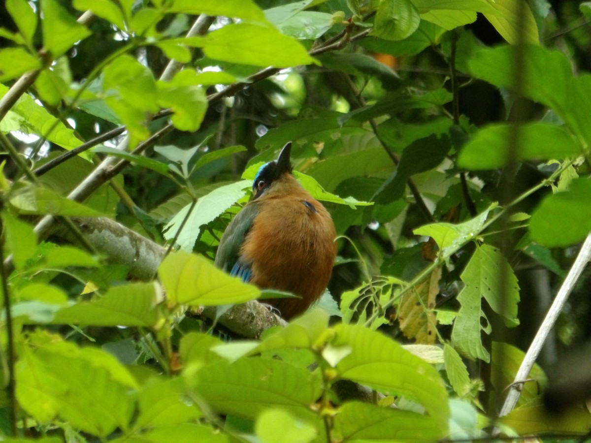 Rötelbauchmotmot - ML620627625