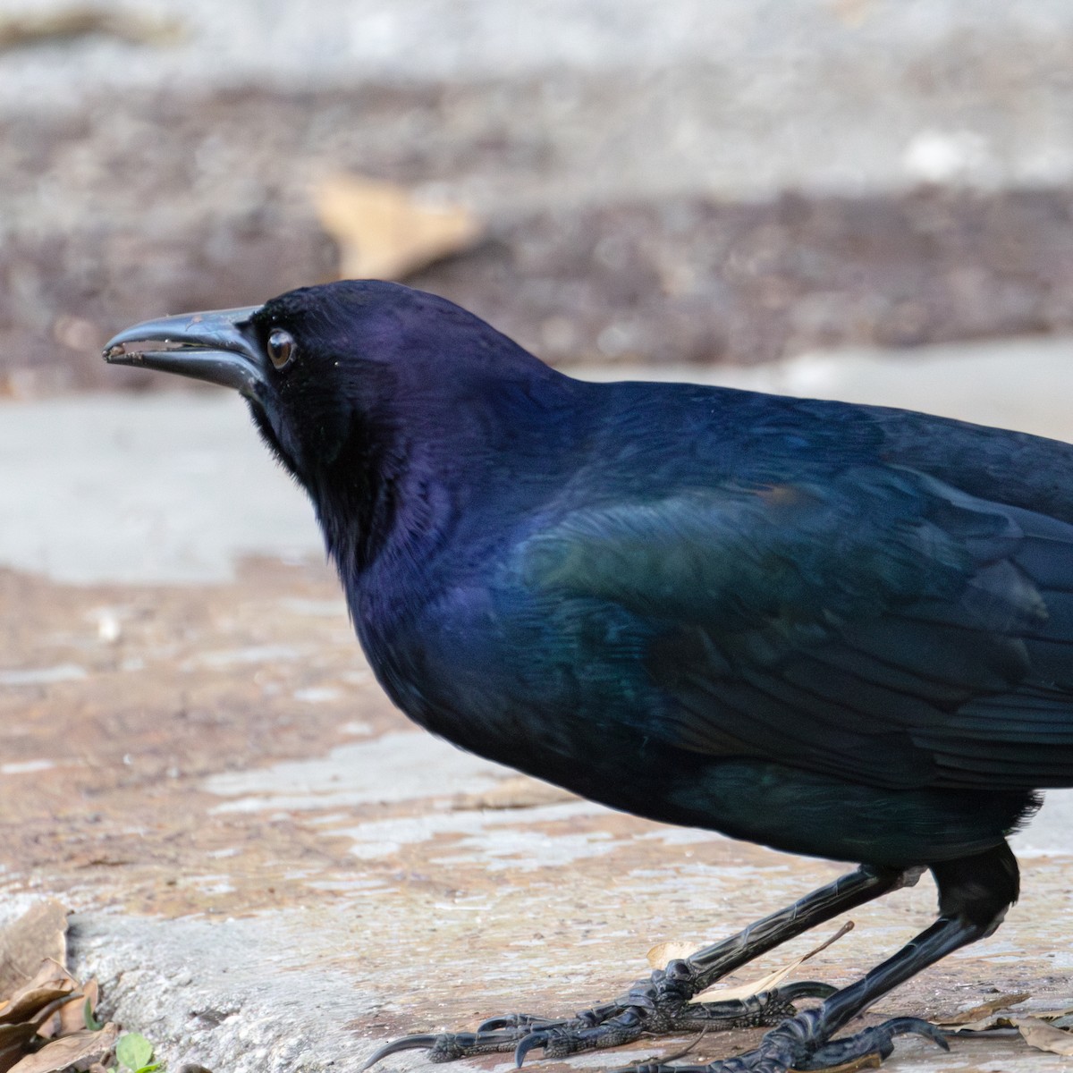 Boat-tailed Grackle - ML620627628