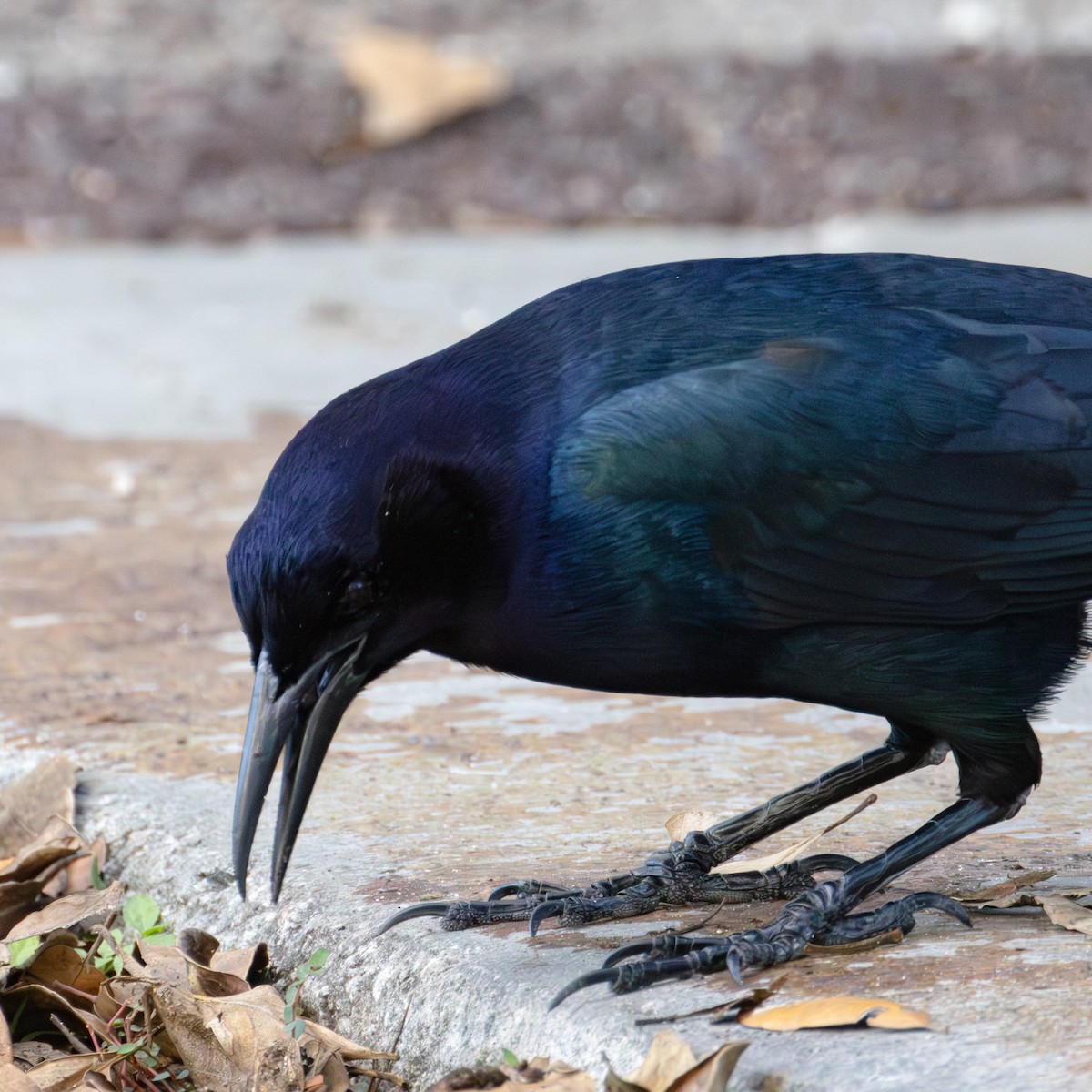 Boat-tailed Grackle - ML620627629