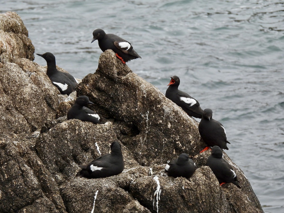 Pigeon Guillemot - ML620627630