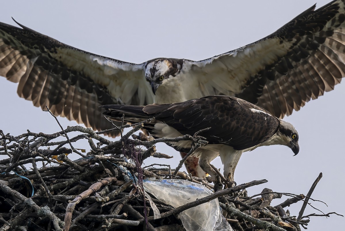 Osprey - ML620627631