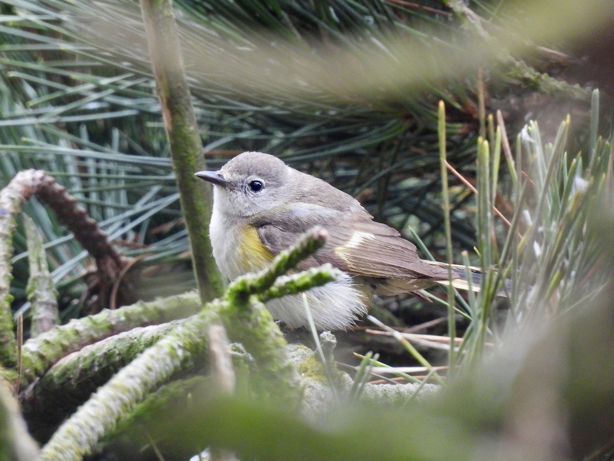 American Redstart - ML620627633