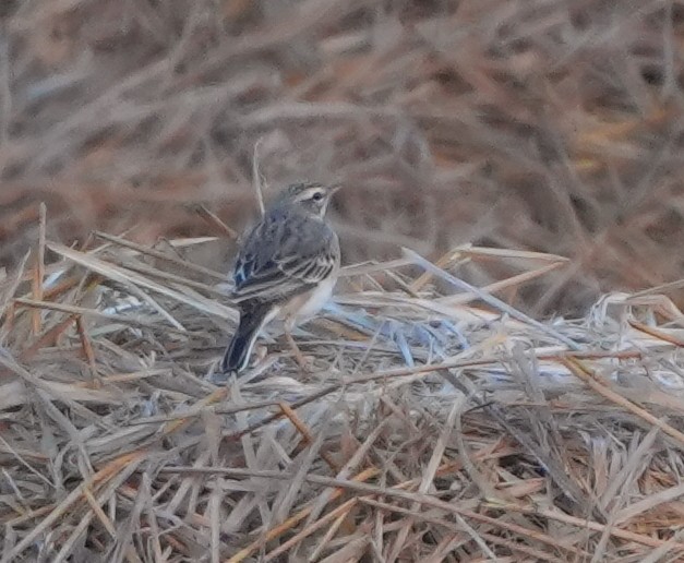 Paddyfield Pipit - ML620627634