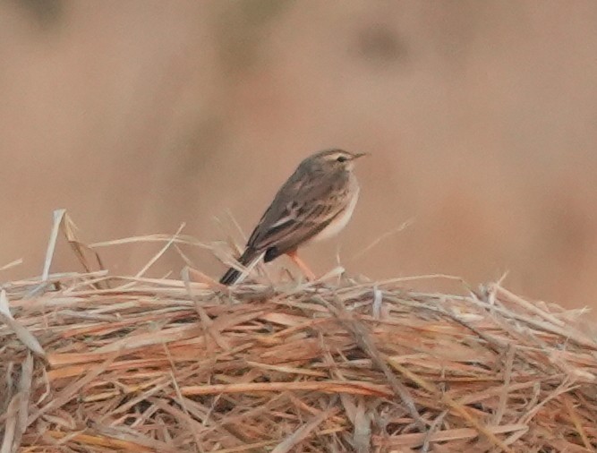 Paddyfield Pipit - ML620627635