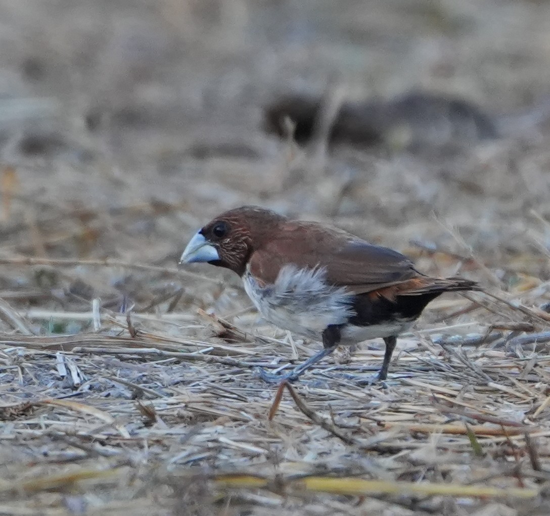 Five-colored Munia - Sandy Gayasih