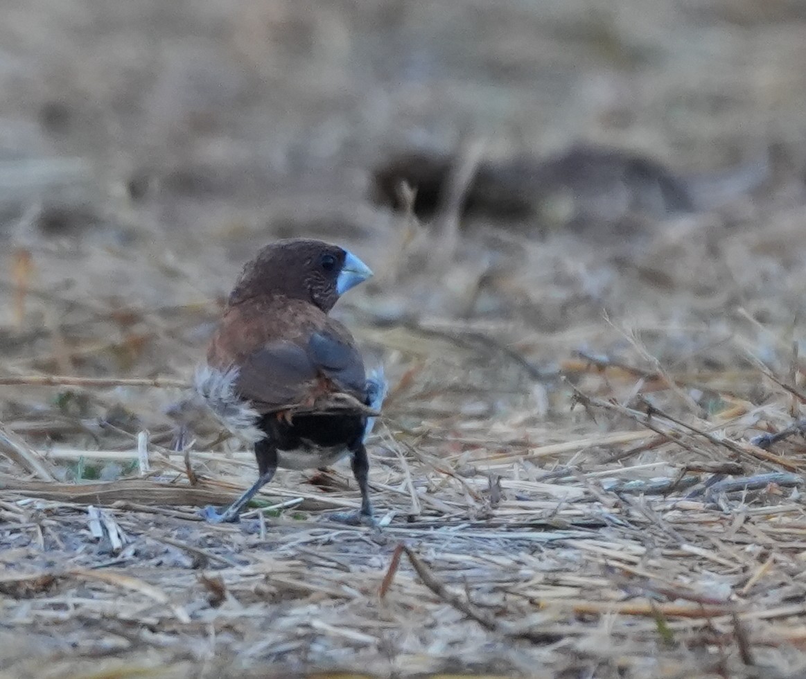 Five-colored Munia - ML620627639