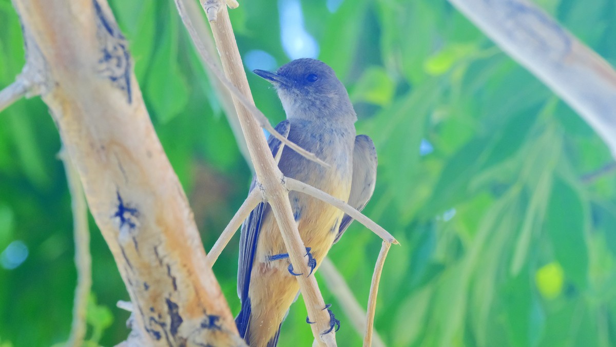 Say's Phoebe - ML620627640