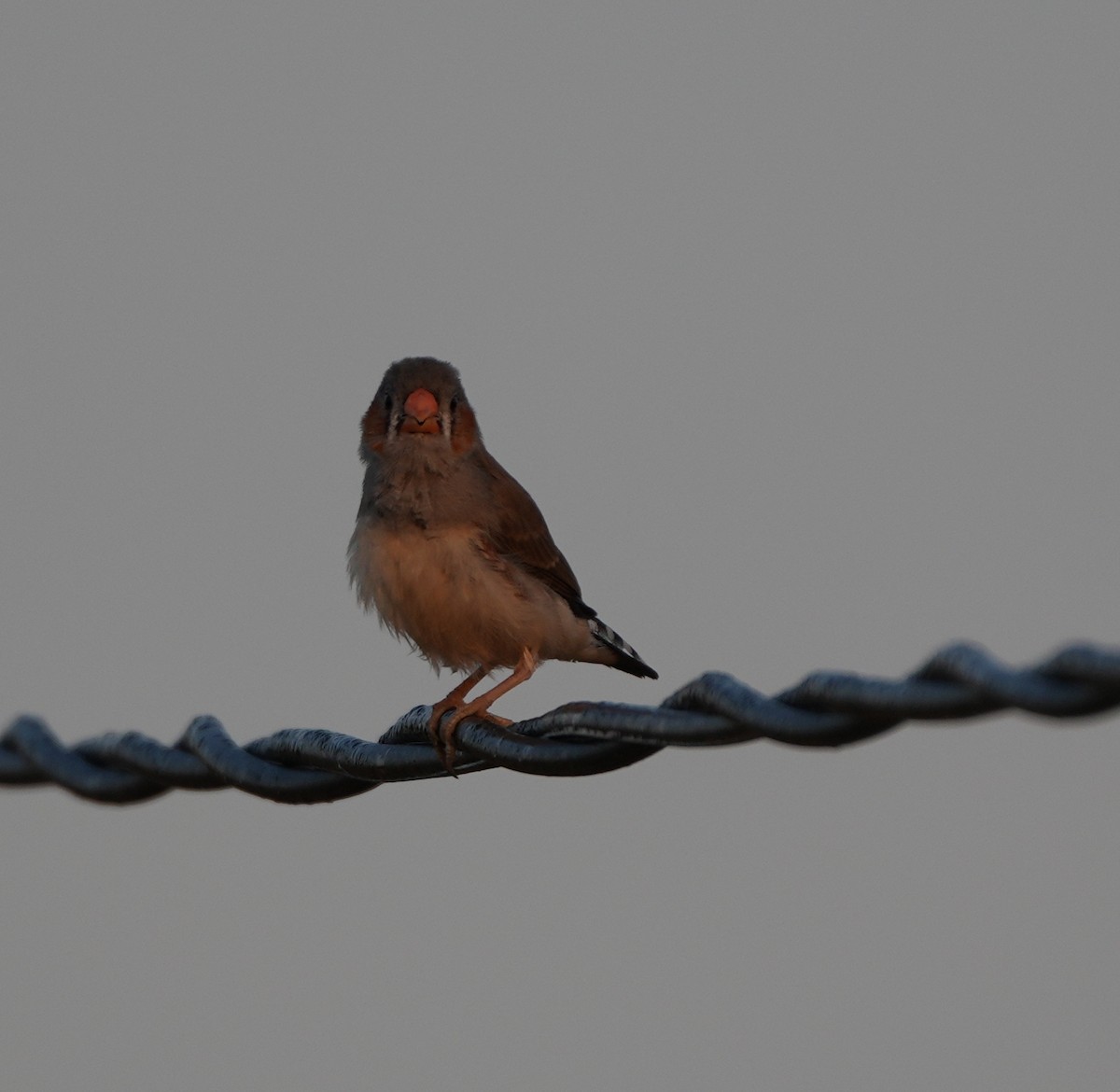 Zebra Finch - ML620627642