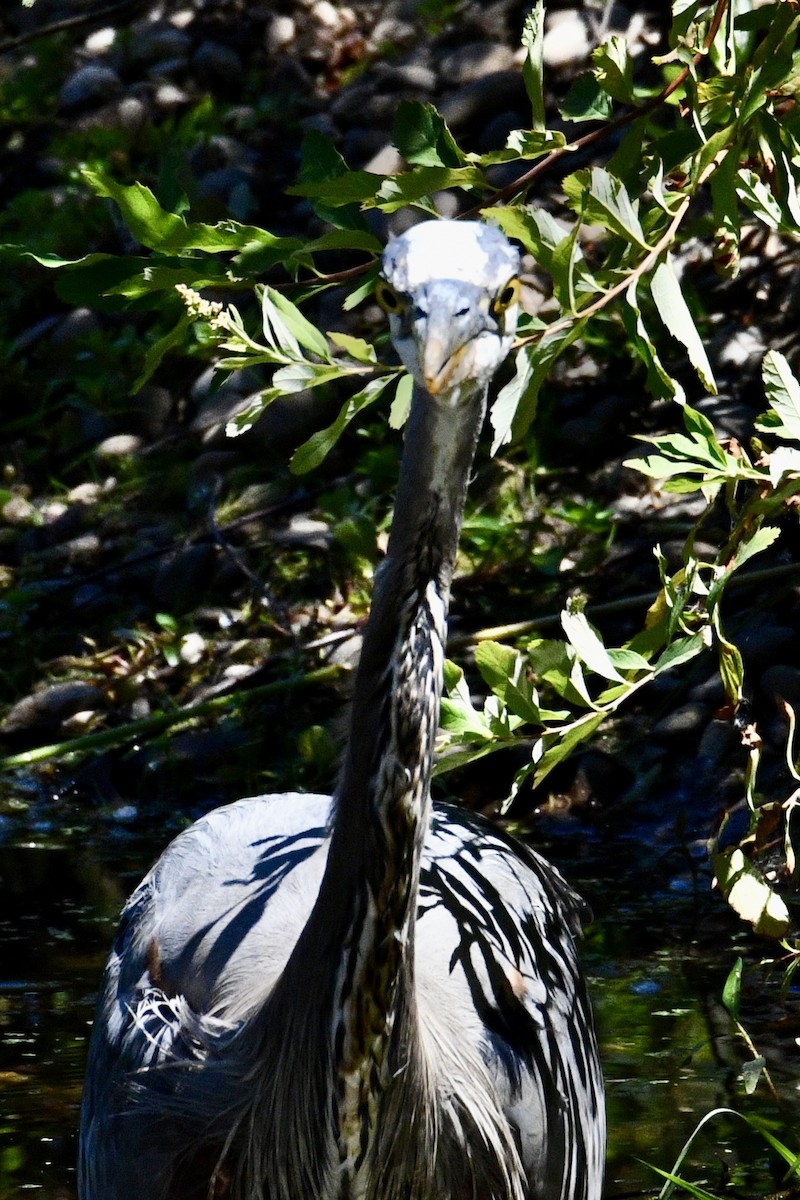 Great Blue Heron - ML620627643