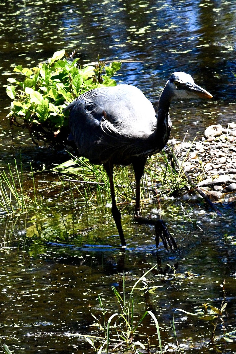 Great Blue Heron - ML620627644