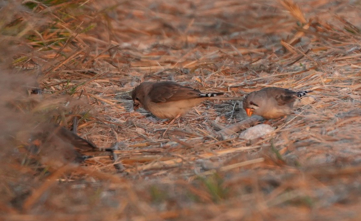 Zebra Finch - ML620627647