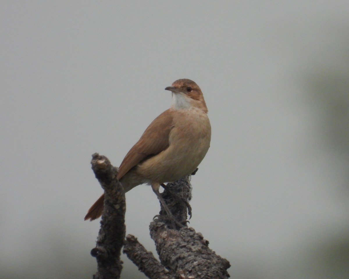 セアカカマドドリ - ML620627651