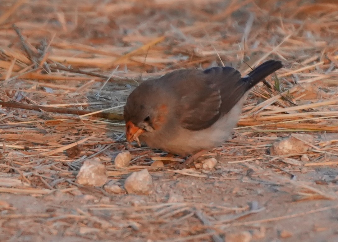 פרושית זברה - ML620627653