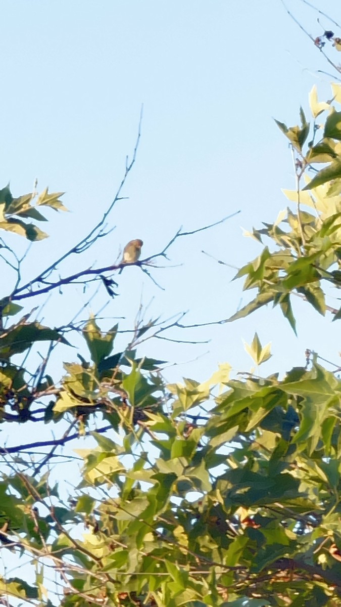 Lazuli Bunting - ML620627655