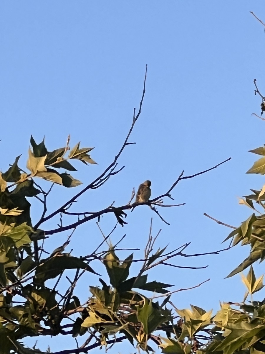 Lazuli Bunting - ML620627657