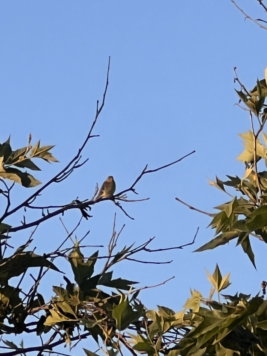 Lazuli Bunting - ML620627658