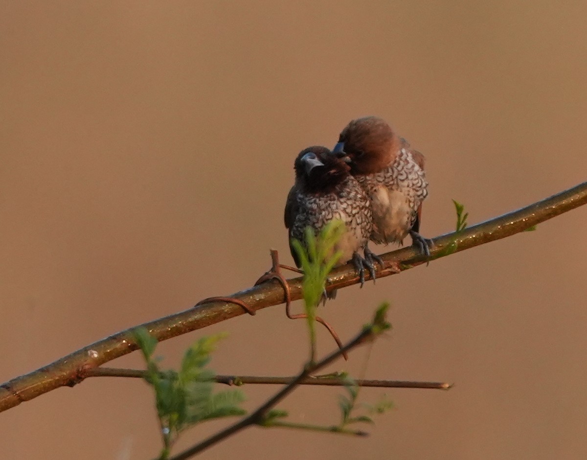 Scaly-breasted Munia - ML620627660