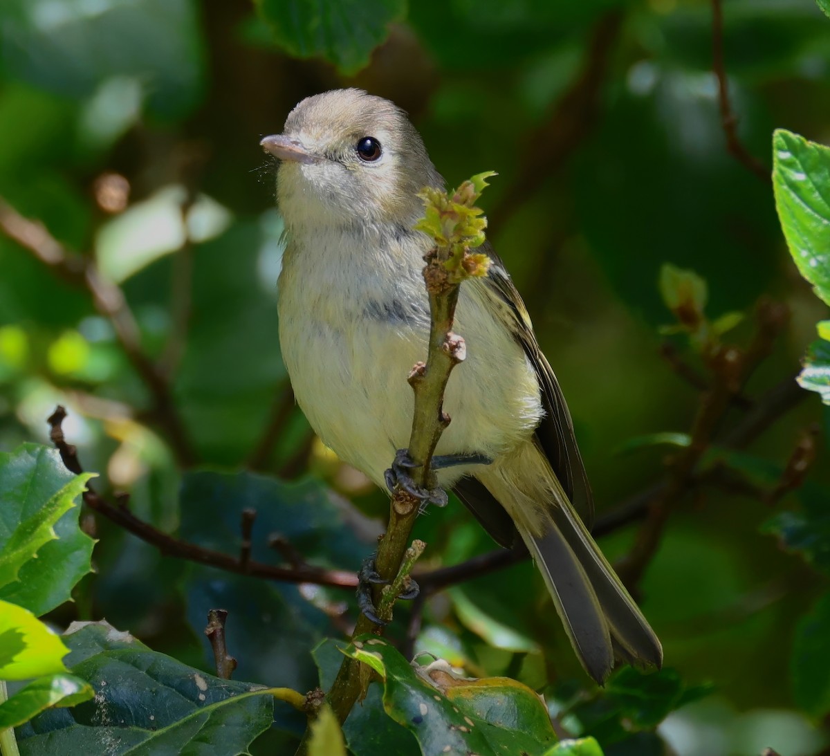 Western Flycatcher (Pacific-slope) - ML620627662