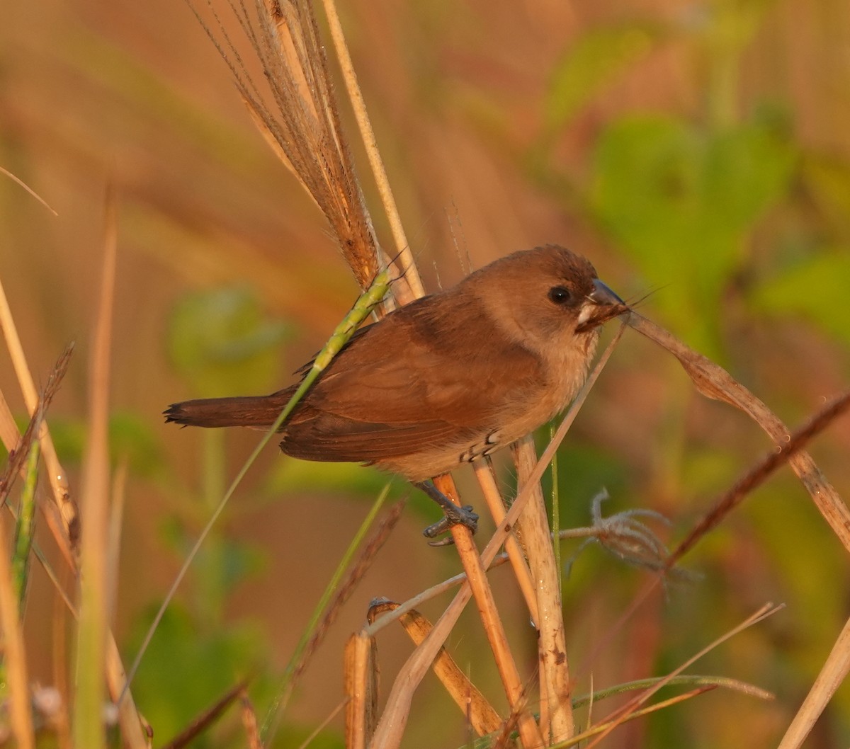 Scaly-breasted Munia - ML620627665