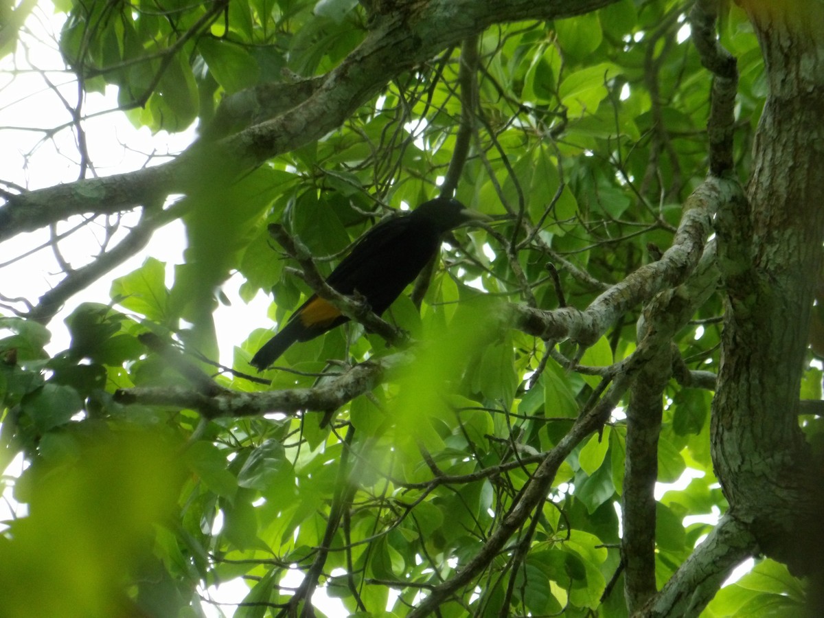 Yellow-rumped Cacique - ML620627668