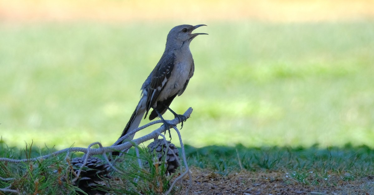 Northern Mockingbird - ML620627669