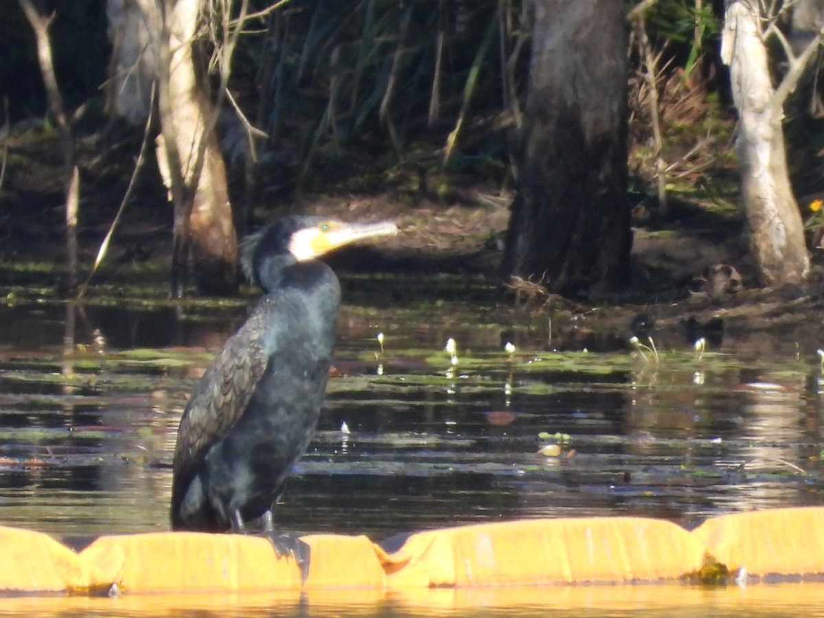 Cormorán Grande - ML620627671