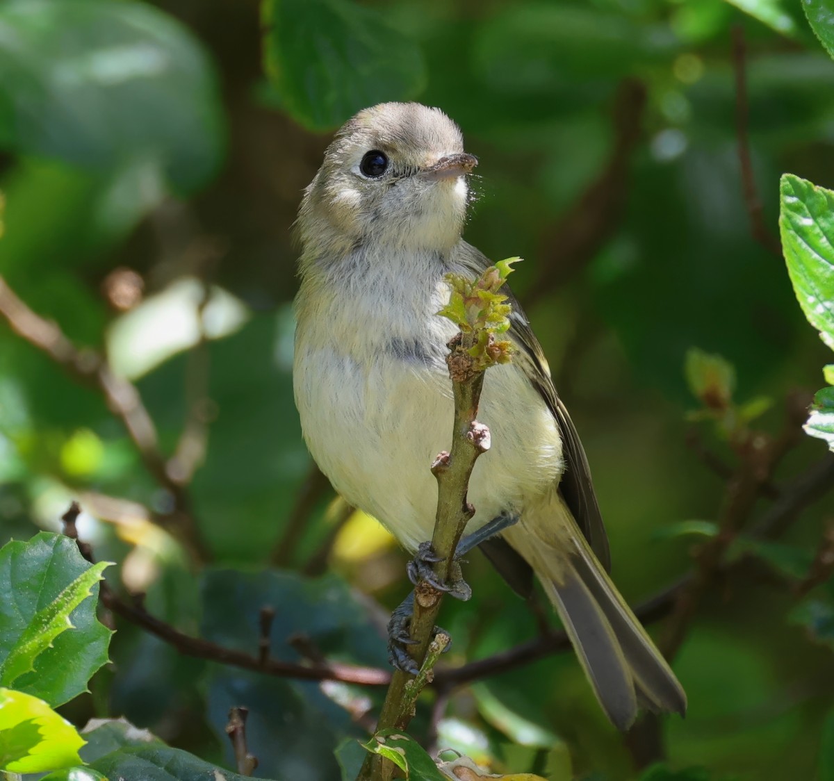 Western Flycatcher (Pacific-slope) - ML620627672