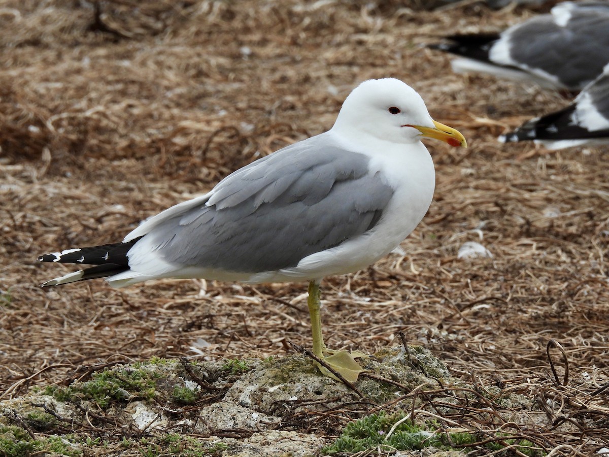 California Gull - ML620627673