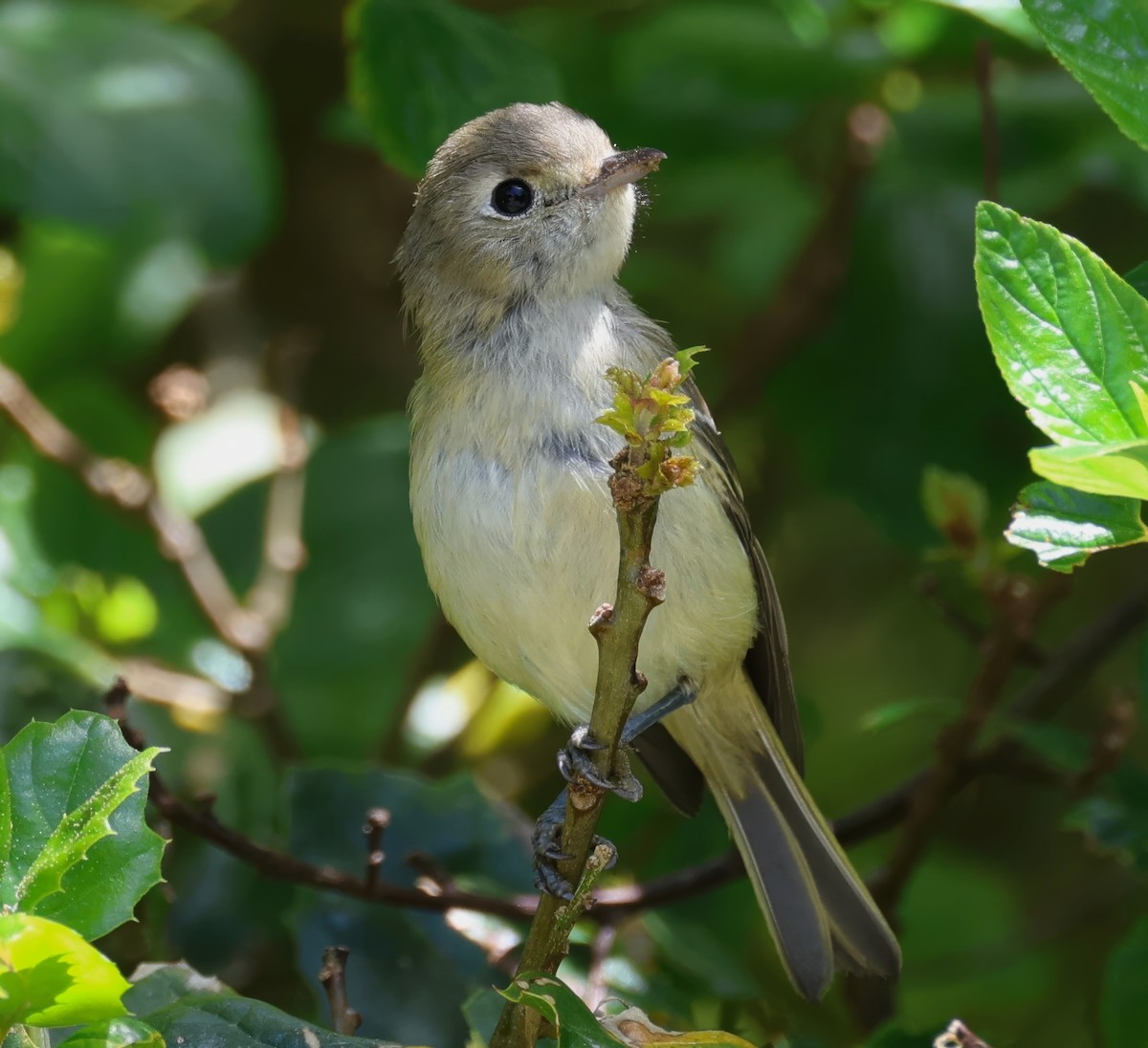 Western Flycatcher (Pacific-slope) - ML620627675