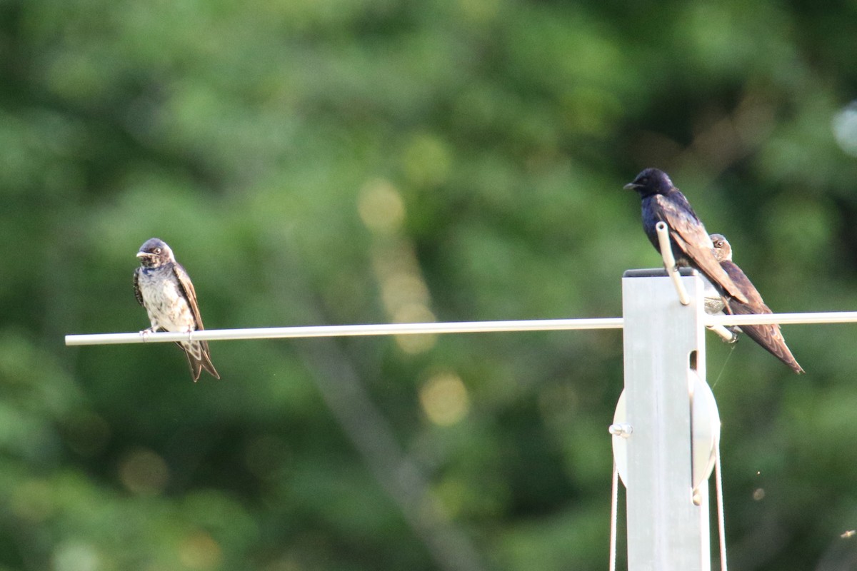 Purple Martin - ML620627676