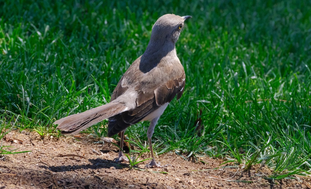 Northern Mockingbird - ML620627678