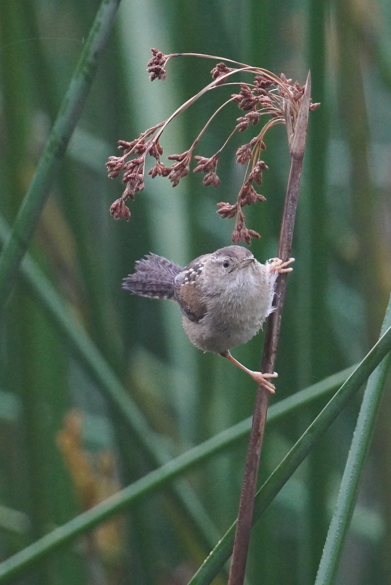 Marsh Wren - Richie Frerking