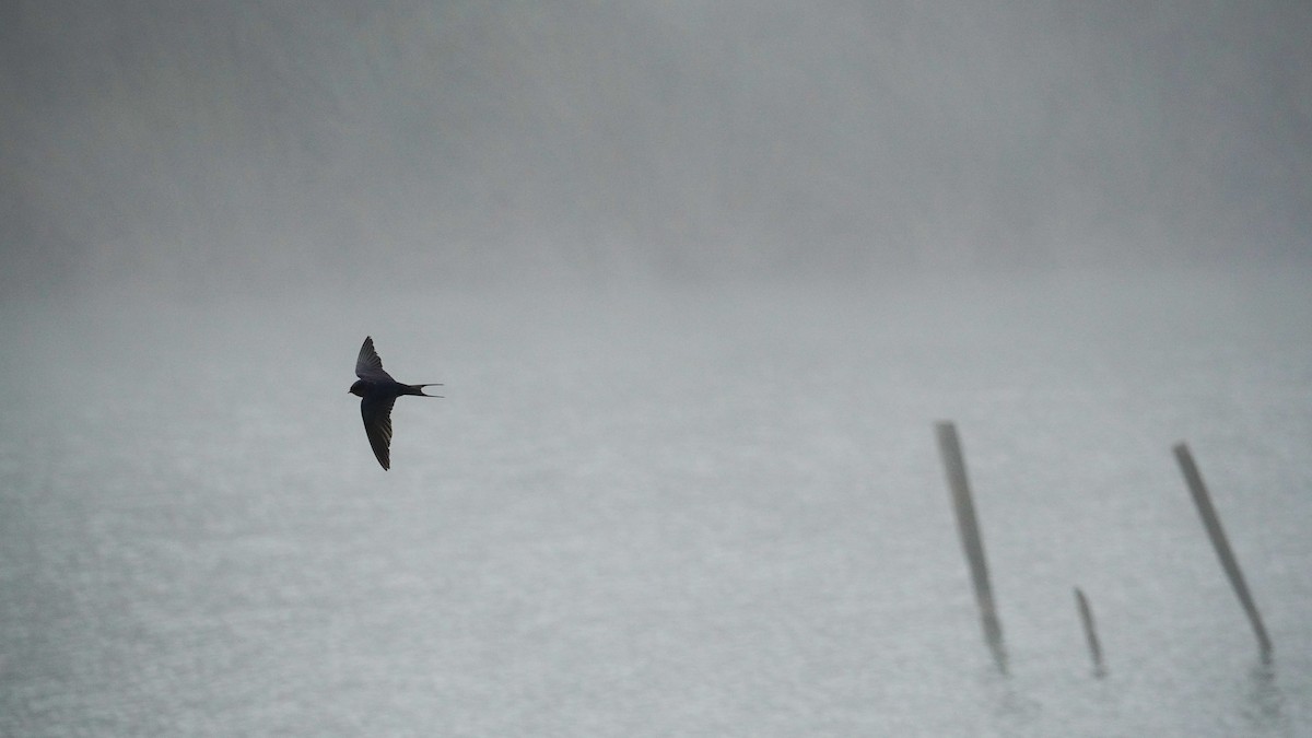 Barn Swallow - ML620627682