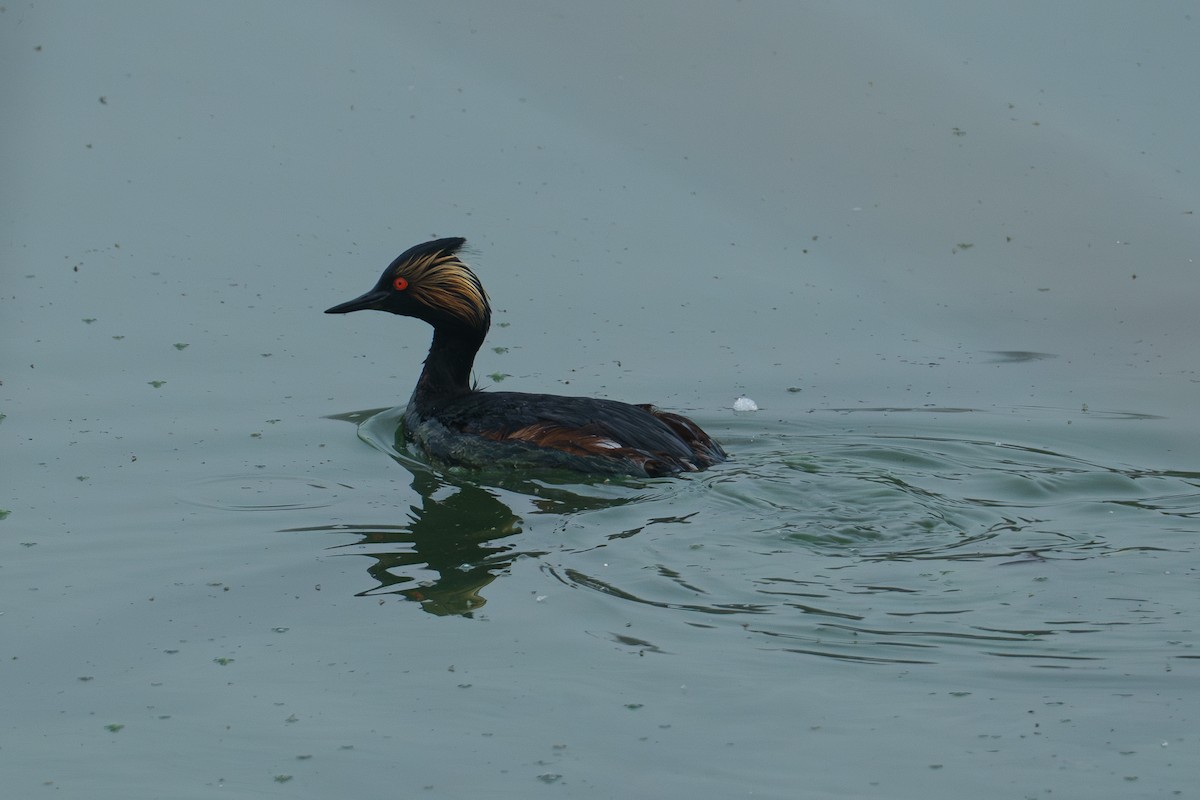 Eared Grebe - ML620627683