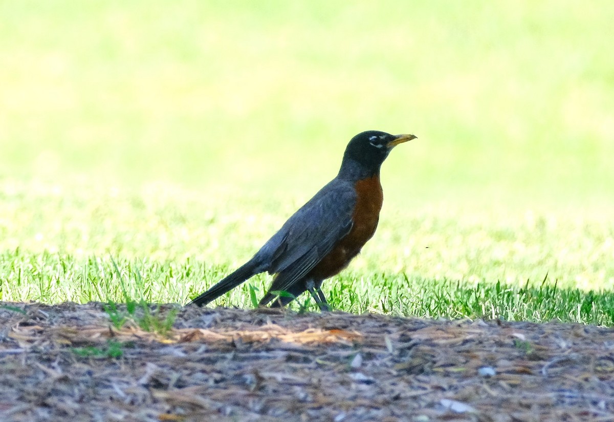 American Robin - ML620627684