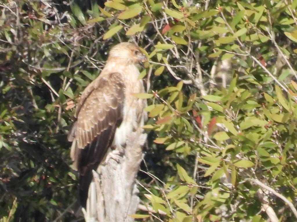 Whistling Kite - ML620627685