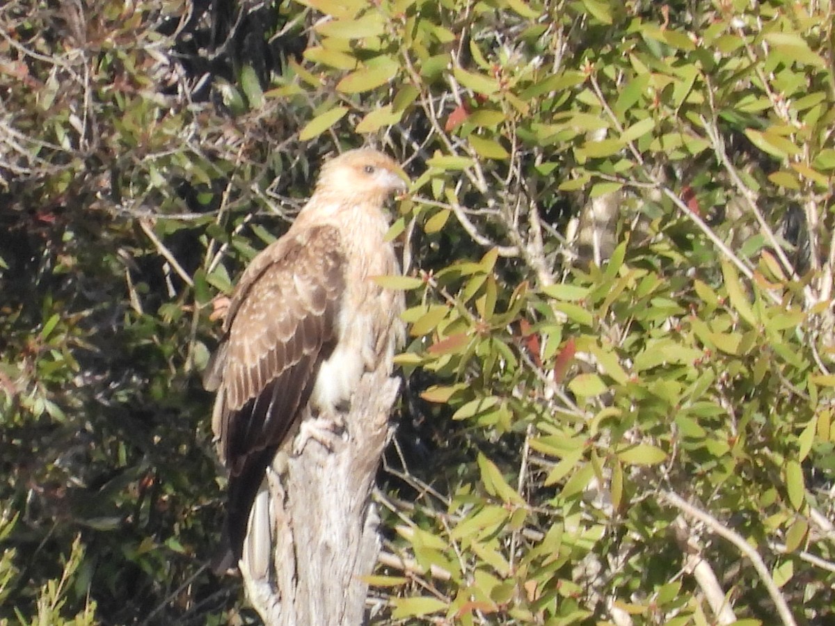 Whistling Kite - ML620627686