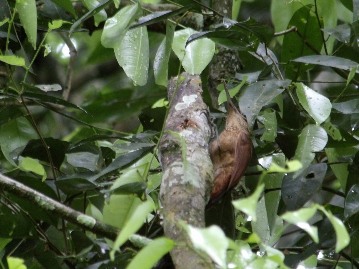 Cocoa Woodcreeper - ML620627687