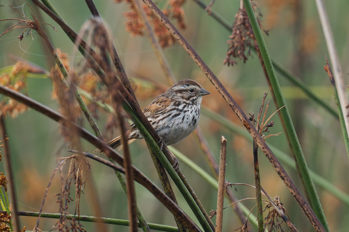 Song Sparrow - ML620627688