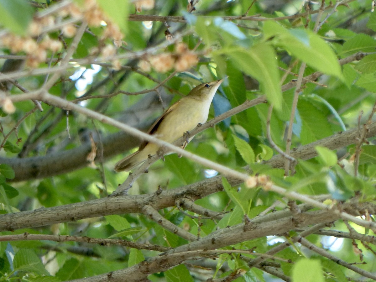 Blyth's Reed Warbler - ML620627689