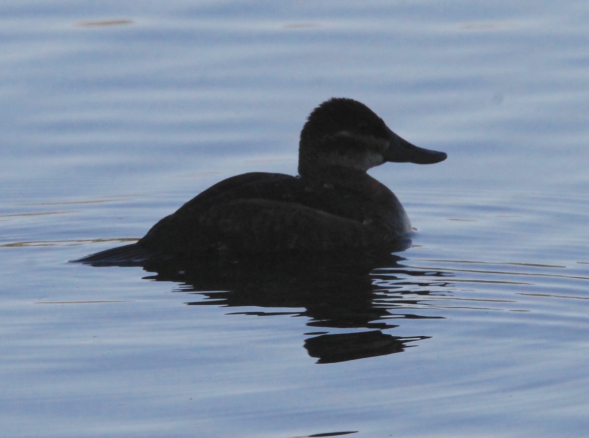 Ruddy Duck - ML620627691