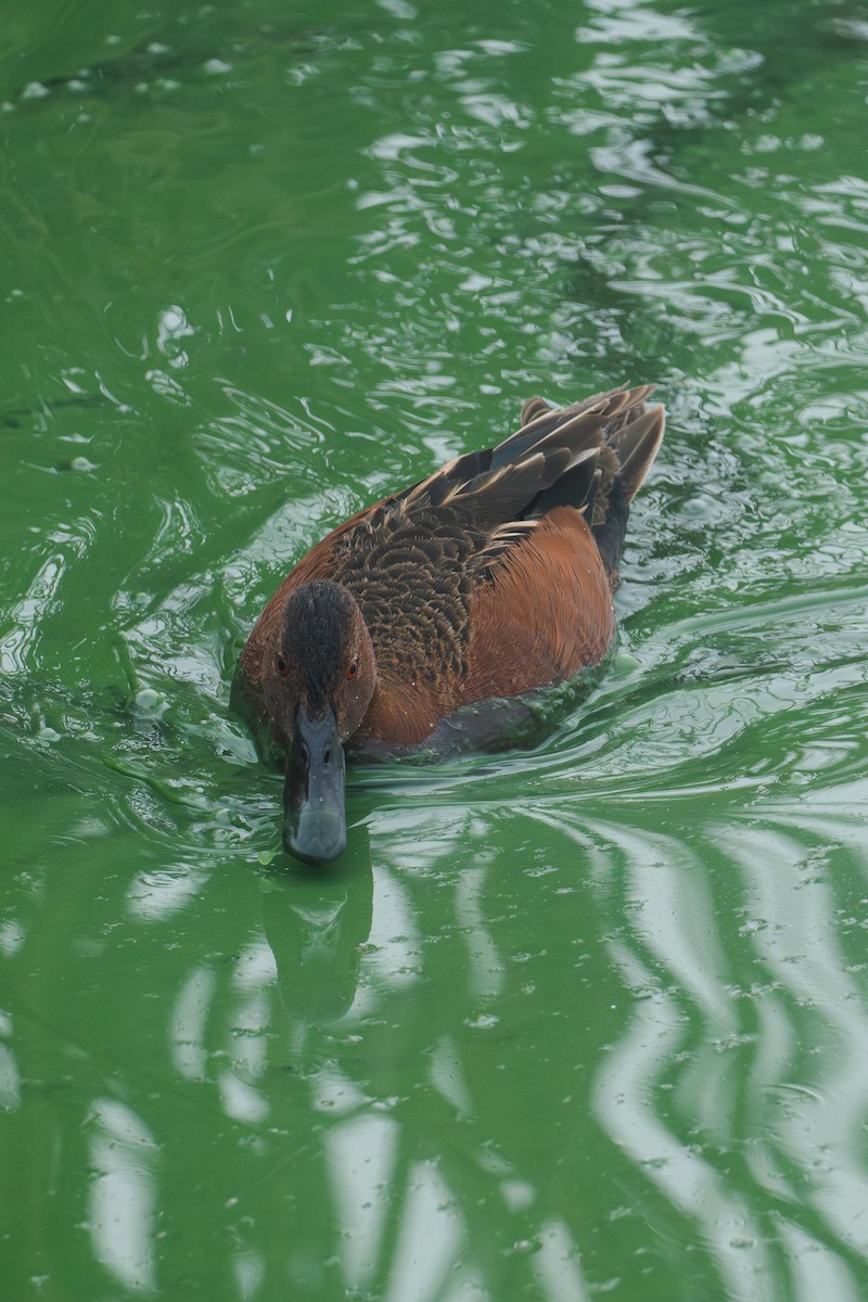 Cinnamon Teal - ML620627692