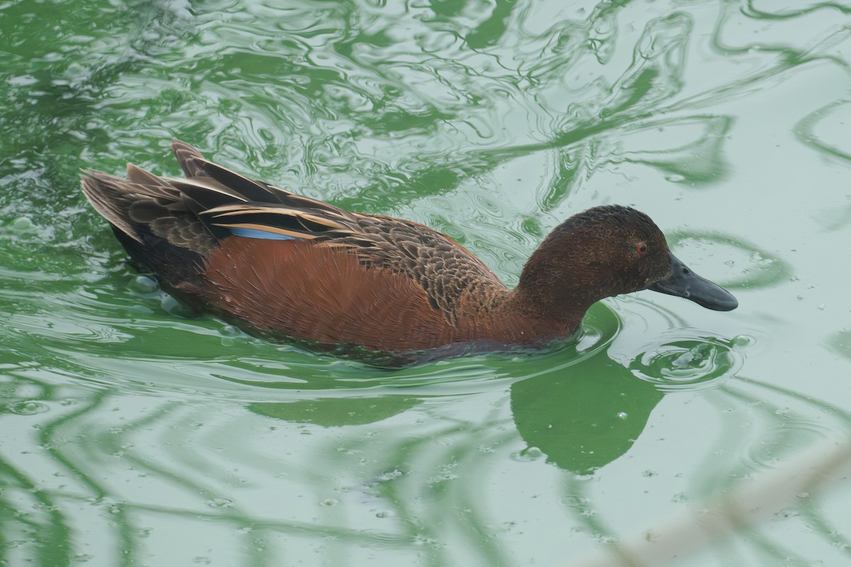 Cinnamon Teal - ML620627693